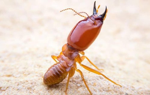 Campbelltown Pest And Termite Control