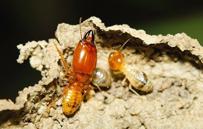 Campbelltown Pest And Termite Control