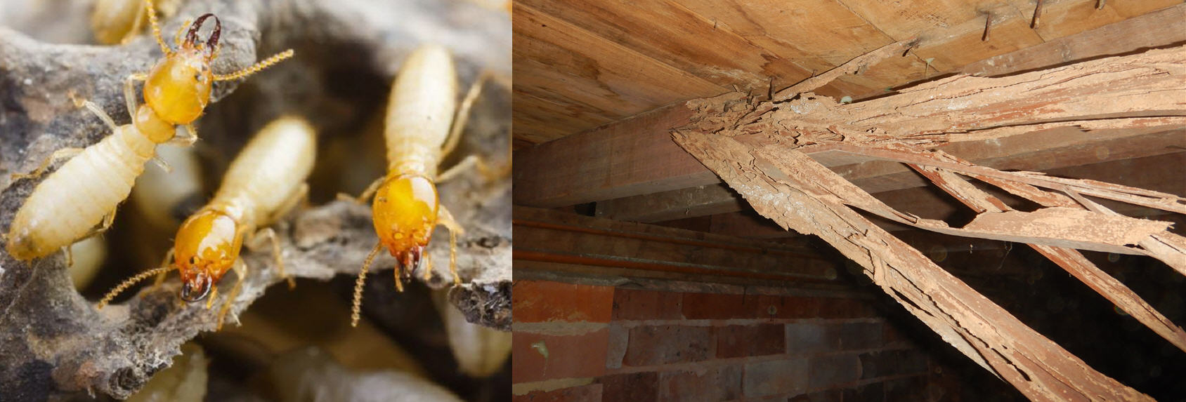 Campbelltown Pest And Termite Control
