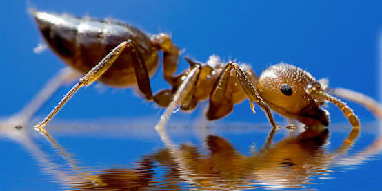 Campbelltown Pest Control