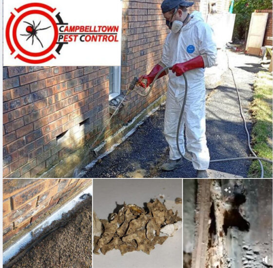 Termite Control The Oaks | Campbelltown Pest Control